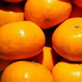 茂谷柑產季,雲林夢幻茂谷柑